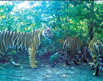 Country's tiger population up by 750 in 4 yrs to 2,976: Prakash Javadekar