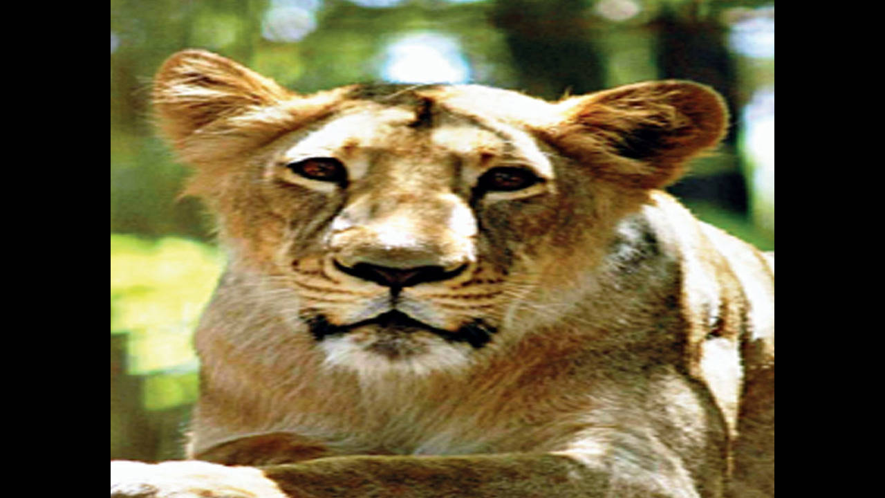 Etawah Tiger Safari Park Babbar Lion Dies Akhilesh Yadav Slams Bjp | Etawah  News: नहीं रहा बब्बर शेर केसरी, इटावा सफारी पार्क में लंबी बीमारी के बाद  निधन, अखिलेश यादव ने उठाए