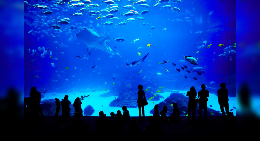 Mumbai might very soon boast of a Bangkokstyle multilevel aquarium