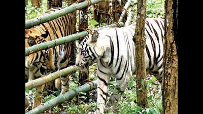 Close encounter: A stranded tourist bus and two Royal Bengal tigers