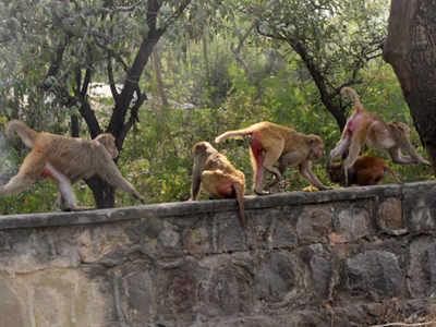 Delhi: Monkey census to put a number to problem
