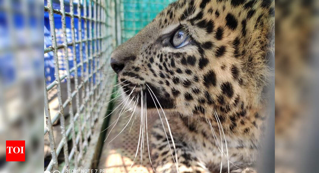 Leopard cub rescued | Nagpur News - Times of India
