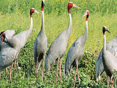 Counting of Sarus crane, state bird of UP, to be carried out on December  16-17 | Bareilly News - Times of India