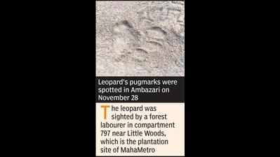 Panic as Ambazari leopard finally sighted