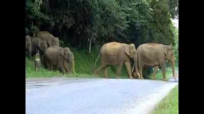 Guwahati: Army raises alarm against wild elephants