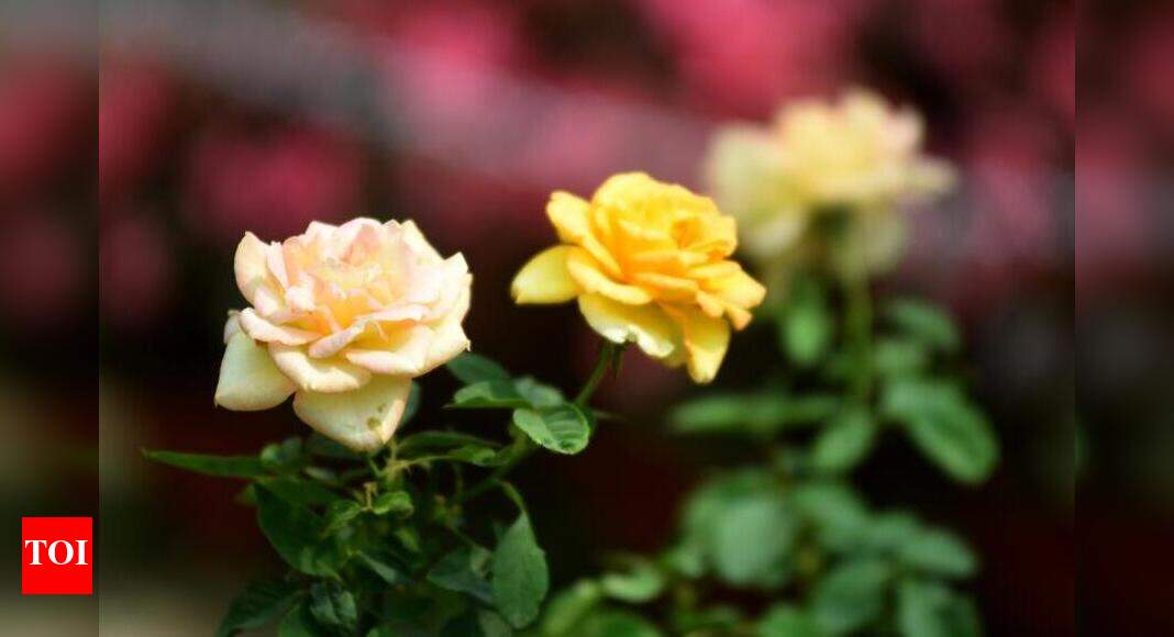 Hislop to showcase 14k plants, flowers from today Nagpur News Times