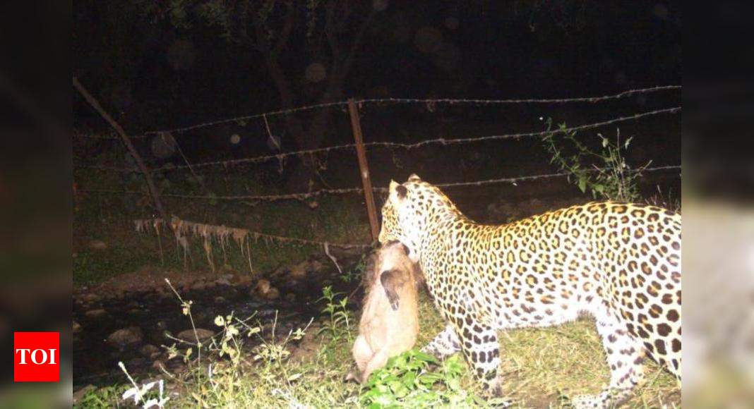 Ambazari leopard kills wild boar, caught on camera | Nagpur News ...