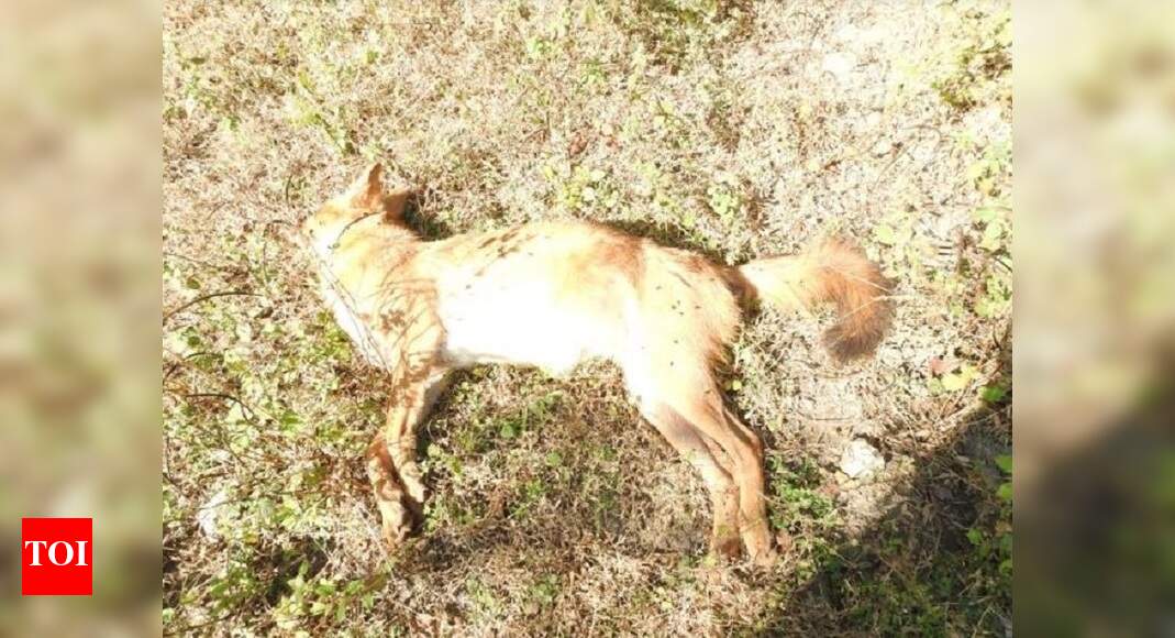 Madhya Pradesh Five wild dogs found dead inside Kanha, samples