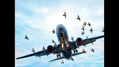 Kolkata airport to engage Bengaluru agency to put a check on bird hits
