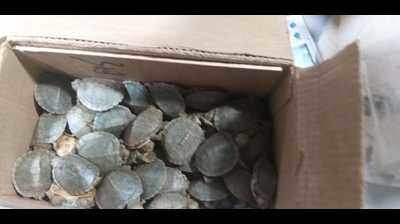 4,500 red-eared slider turtles seized from three passengers at Trichy airport