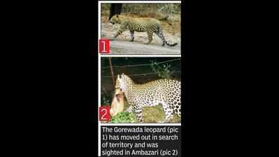 Ambazari leopard identified as GLM3 of Gorewada forest