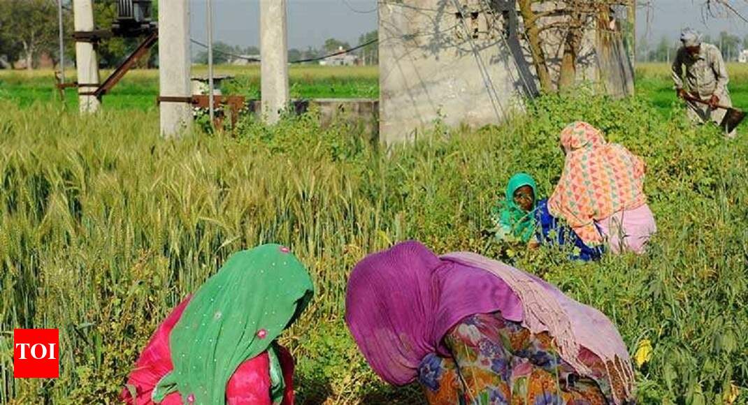 Over 36 lakh women farmers have benefited from govt scheme