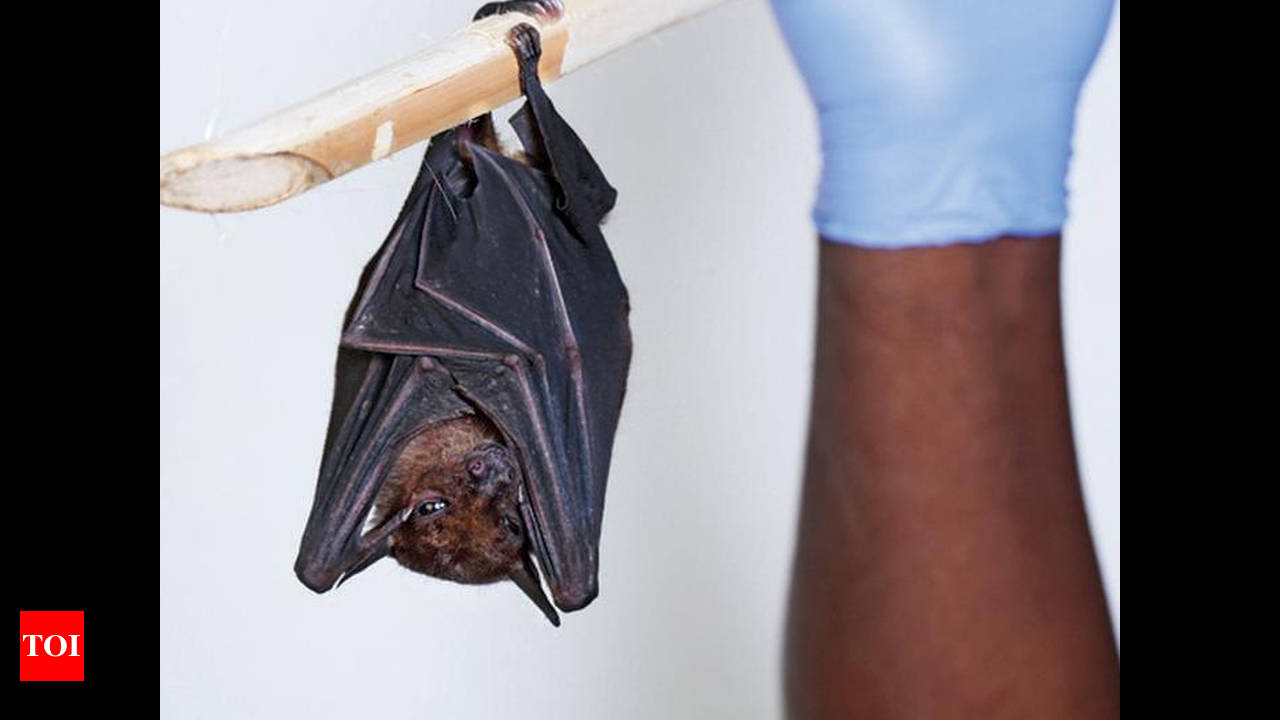 Bats of Kerala