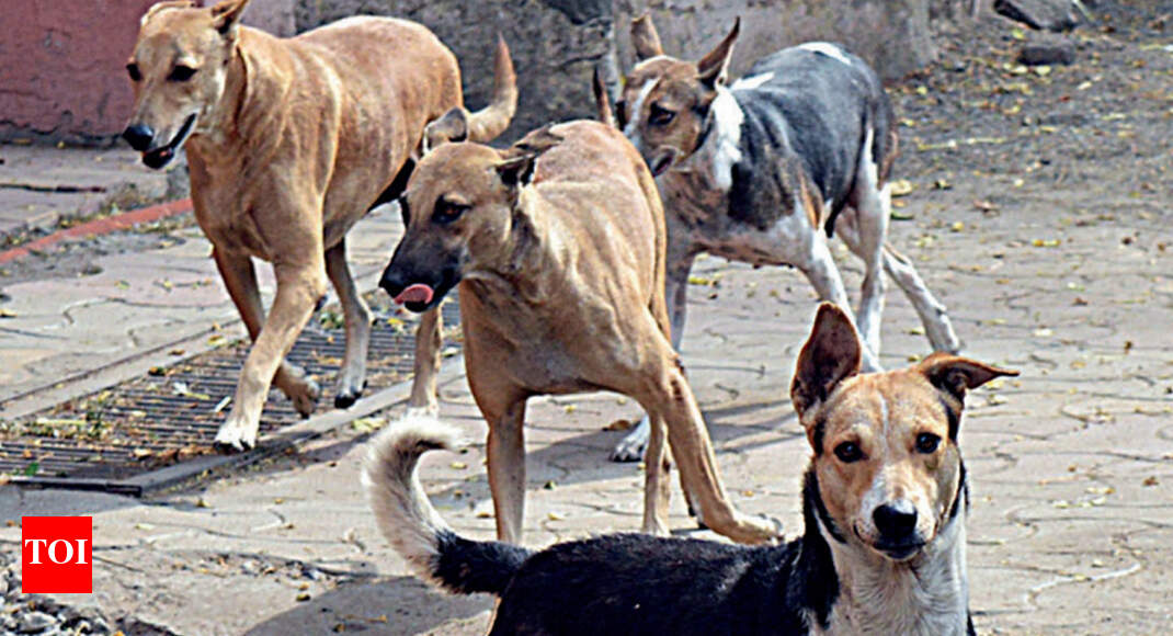 15 stray dogs, 4 rabbits find permanent homes Chandigarh News Times
