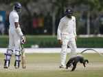 Unbelievable pictures of cricket matches interrupted by animals, birds and insects