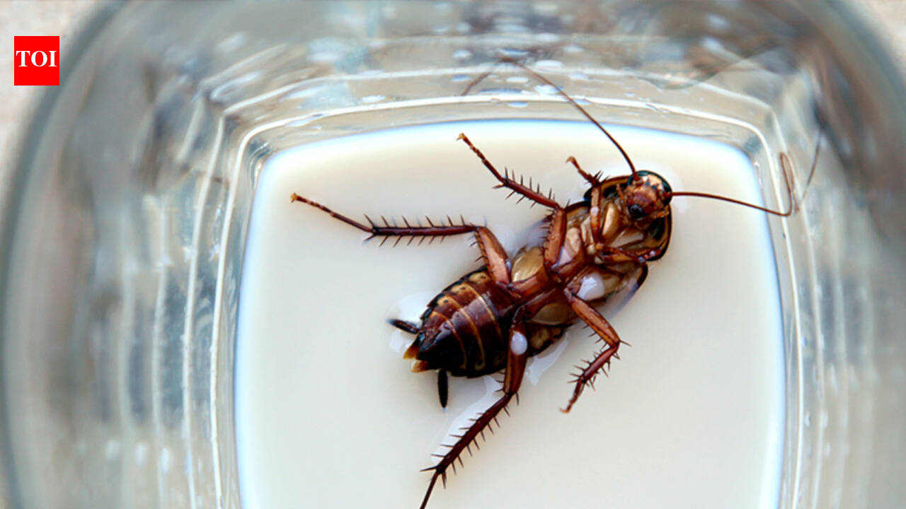 Shocking! Protein-rich cockroach milk is the new health fad