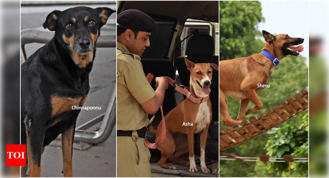 For these strays, it’s not a dog’s life after all - Times of India