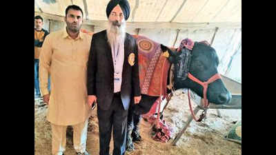Hisar's buffalo sets world record with 32.066kg milk yield