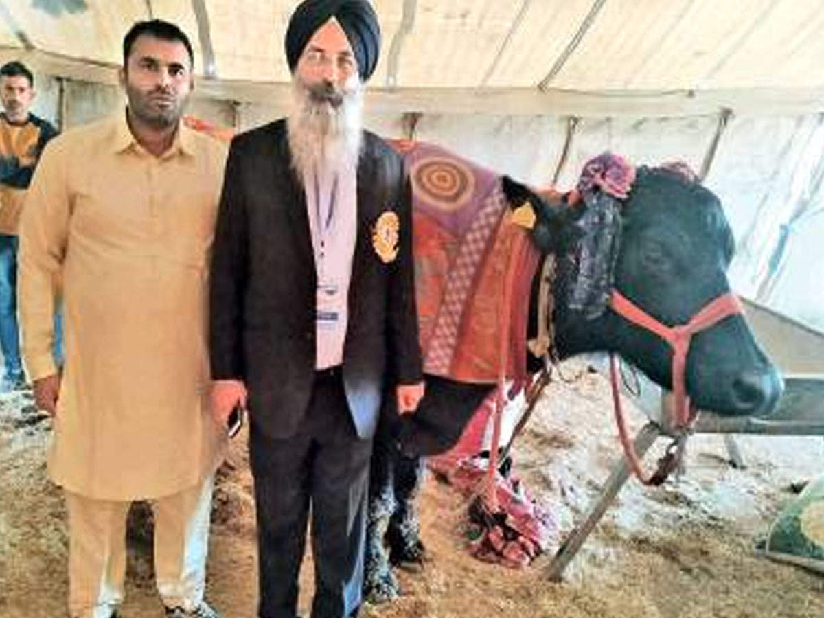 Hisar's sets world record with 32.066kg milk yield | Ludhiana News - Times of India