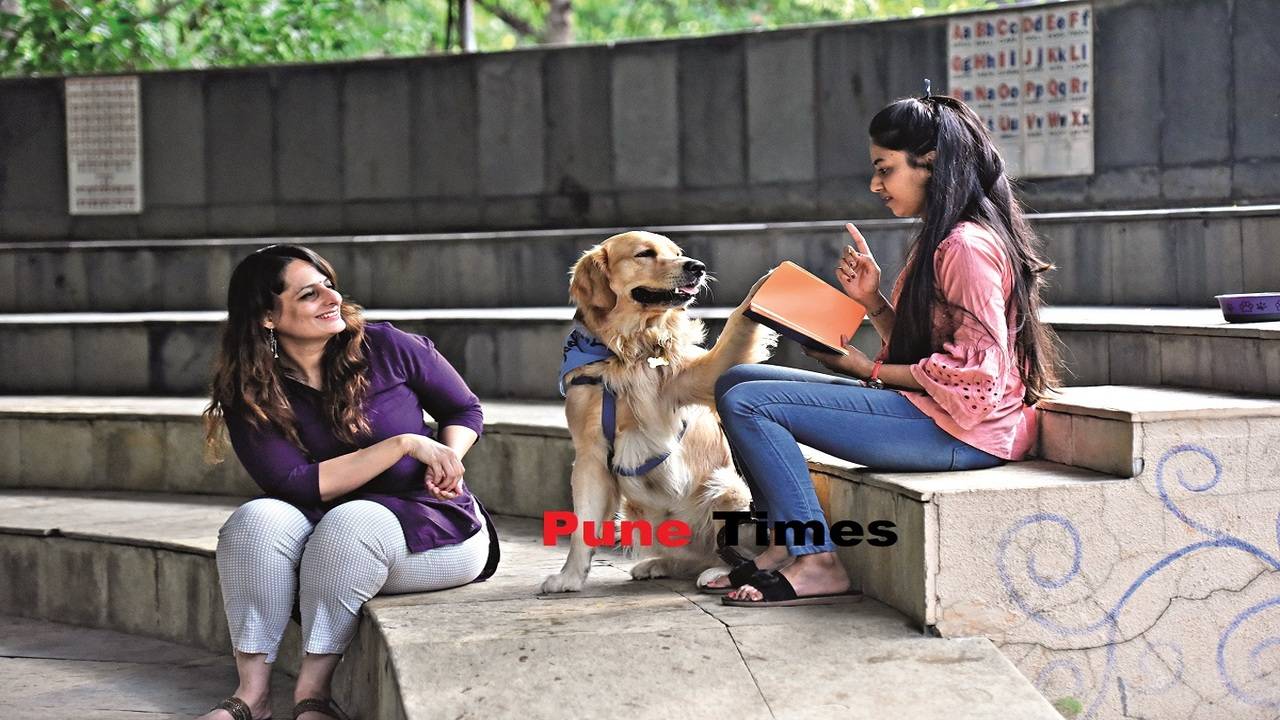 Meet the canines who work part-time, providing animal-assisted therapy to  humans - Times of India