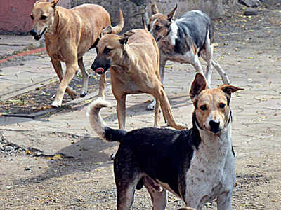 Ward 39 residents complain of stray dog menace | Coimbatore News ...