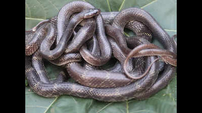 Mumbai: Rare Travancore wolf snakes rescued in Chembur