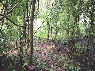 Grove in Surla is Goa’s first biodiversity heritage site | Goa News ...