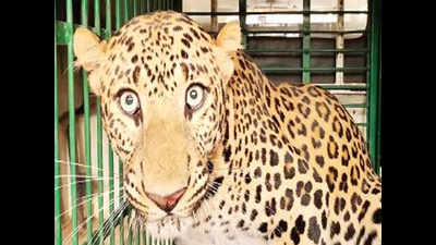 Jhalana leopard shifted to Jhunjhunu over space crisis