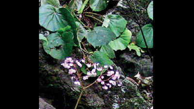 Shivaji University-Kolhapur researchers discover two new species of begonia in Western Ghats