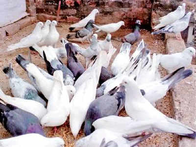 Image result for pigeon indiatimes