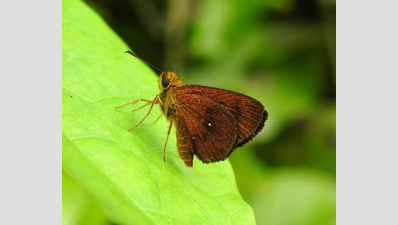 106th species spotted in Tropical Butterfly Conservatory in Trichy