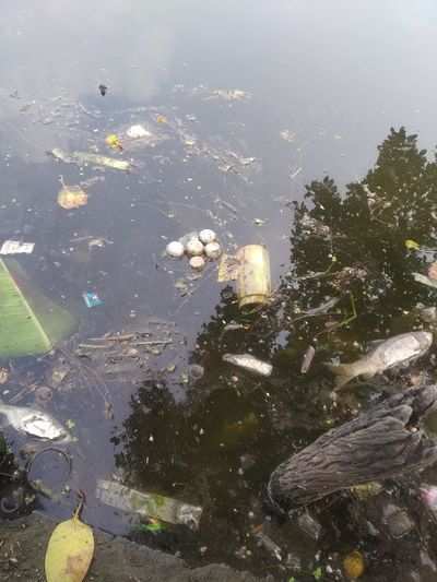 Water pollution, Belgharia - Times of India