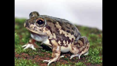 Tiny frog species sparks off curiosity in coldspots