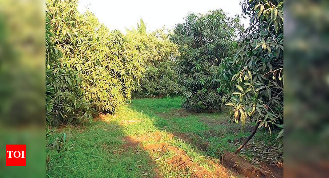 Rajkot Extended monsoon delays flowering of kesar mangoes Rajkot
