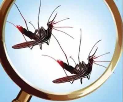 Mosquito Killers And Fly Catchers To Make Your House Totally Insect Free