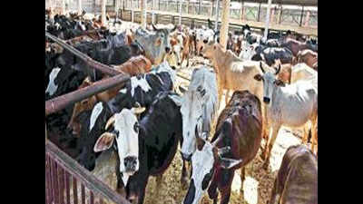 Mohali civic body staffers let off with just warning in cattle death case