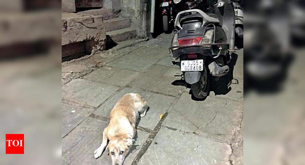 Lawyer files missing report of her ‘pet’ street dog Surat News