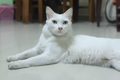 Coimbatore to host TN's first cat show, cat fashion show