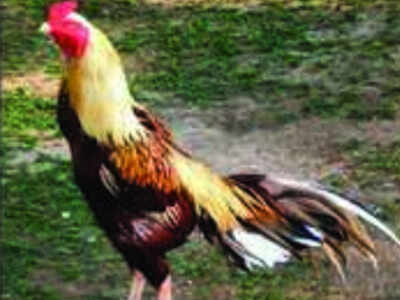 Backyard Country Chicken Farming Scheme To Reach More