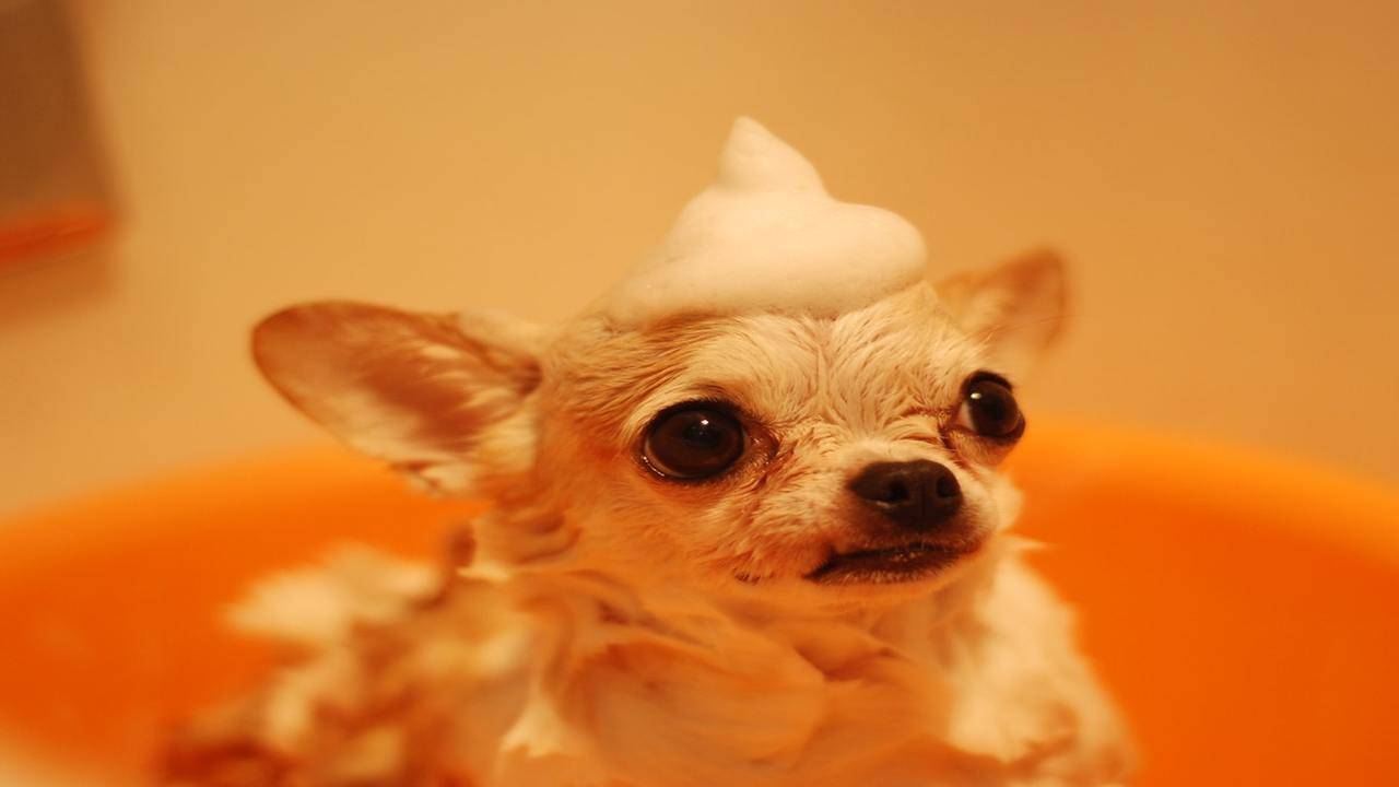 Best shampoo for 2025 short hair chihuahua