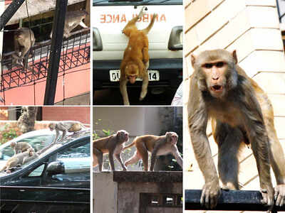 Two states want monkeys culled. But will it work? | India News - Times ...