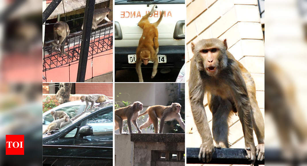 Monkeys in the City: The Urban Wildlife Syndrome and the
