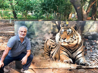 Mumbai: For once, big cats sit still at Sanjay Gandhi National Park |  Mumbai News - Times of India