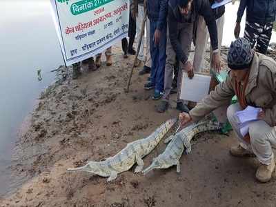 Image result for gharial released in ken river