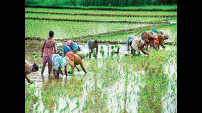 Bumper paddy leaves Telangana gasping for warehouses