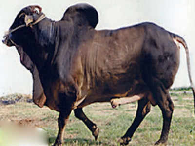 Image result for cow