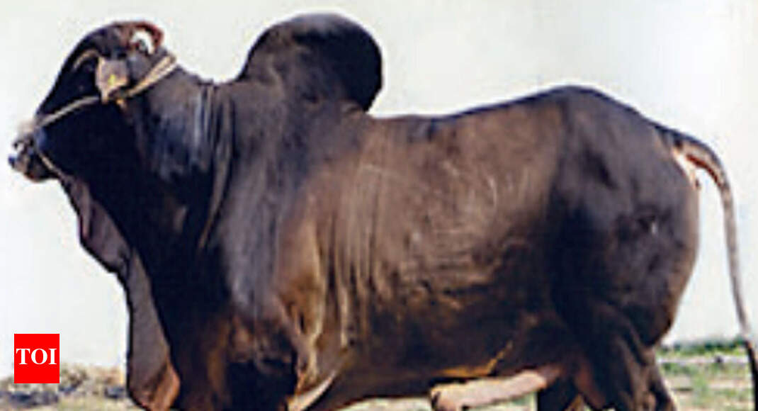 Cow swayamvar in MP, the hi-tech way