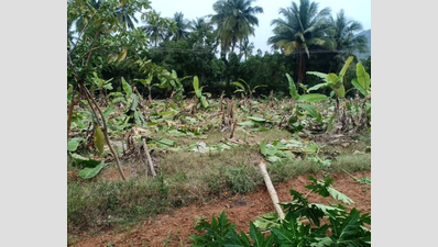 Wild elephants destroy crops in TN villages