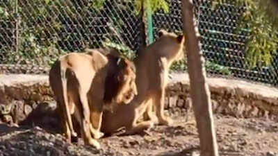 Gujarat lions kept in temperature controlled atmosphere at Himachal zoo | Shimla News - Times of India Gujarat lions kept in temperature controlled atmosphere at Himachal zoo | Shimla News - Times of India