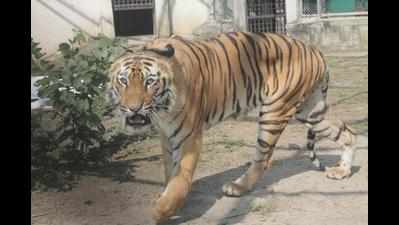 Only five tigers left, national park banks on Sultan to increase big cat population